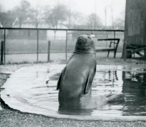 Un elefante marino del sur en el Zoológico de Londres, enero de 1912 de Frederick William Bond